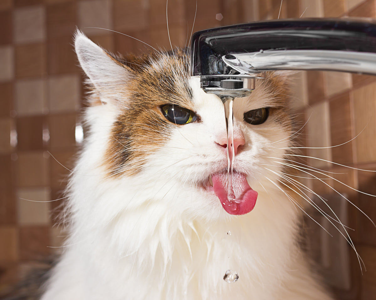 Curated visual reference: Cat Uti Symptoms D Mannose Safe For Older Cats Photo Inspiration